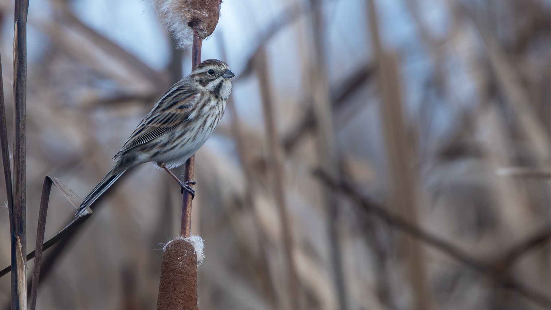 Reed Bunting